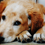 Emergencias en mascotas: cómo actuar a tiempo con el triage veterinario