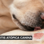 Synoquin de VetPlus: innovación en salud articular veterinaria