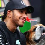 Refugios saturados: la crisis silenciosa que deja a miles de animales sin hogar