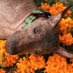 Duranvet refuerza su liderazgo veterinario en el occidente boliviano con presencia simultánea en La Paz y Sucre