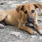 Parejas sin hijos: cómo las mascotas se convierten en aliados emocionales