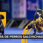 ExpoMascota 2025 llega a La Paz con un enfoque renovado en educación, adopción y tenencia responsable