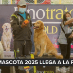 Día de los Muertos de las Mascotas: por qué se celebra el 27 de octubre y cómo hacer su altar