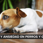 La Paz realizará su campaña de vacunación antirrábica el 29 y 30 de noviembre: todo lo que deben saber los tutores de mascotas