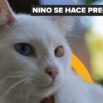 La Paz realizará su campaña de vacunación antirrábica el 29 y 30 de noviembre: todo lo que deben saber los tutores de mascotas