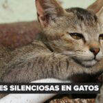 Lesiones articulares en perros y gatos requieren cirugía y seguimiento especializado