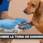 Expo Mascotas llega por primera vez a Santa Cruz este 20 y 21 de diciembre