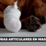 ¿Sabías que los gatos pueden esconder el dolor cuando se lastiman?