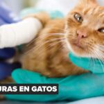 Expo Mascotas llega por primera vez a Santa Cruz este 20 y 21 de diciembre