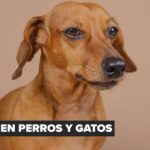 Fisiología emocional y manejo del comportamiento en la consulta veterinaria