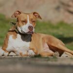 Synoquin de VetPlus: innovación en salud articular veterinaria