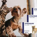 Castrar no siempre mejora el comportamiento de tu perro