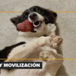 Nutracéuticos en veterinaria: qué dice la ciencia sobre su rol en la medicina preventiva