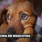 ¿La celiaquía también afecta a perros y gatos?