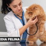 Génesis: la nueva visión de la nutrición veterinaria en Bolivia