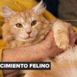 Ortopedia felina: precisión y cuidado en el manejo de fracturas