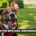 La socialización en perros: qué es y qué no es