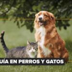 Mitos y errores frecuentes en la toma de muestras sanguíneas: lo que todo clínico debe evitar