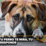 La muerte de una mascota puede causar un duelo tan profundo como el de una persona, según un estudio científico