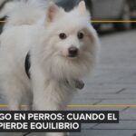 Taller de Emergencia y Cuidados Críticos en animales pequeños se realizará del 27 de febrero al 1 de marzo