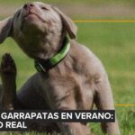 SOFI y la forma más honesta de amar