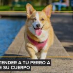 “Son mi vida”: María Becerra y los cuidados especiales que le da a sus perros