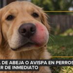 Suecia prohíbe dejar a los perros solos más de seis horas: qué dice la nueva ley