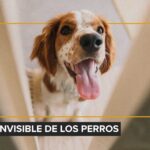 Se viene el Mercadito Gatuno en Santa Cruz