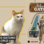 Eros, el perro grande con alma de niño que conquista corazones