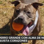 La elección del alimento: un factor decisivo en pacientes veterinarios con patologías