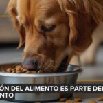 ¿Sabías que no lavar los platos de tu perro o gato puede enfermarlos?