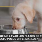Atropellar o abandonar un perro tiene sanciones bajo la Ley 700
