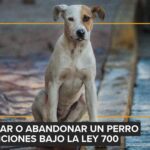 La ciencia detrás de los nutracéuticos en la nutrición veterinaria