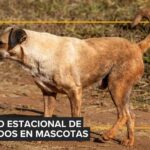 Interquímica Pet impulsa la parasitología clínica en Bolivia y anuncia alianza estratégica con MSD