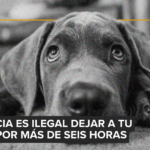 El gato de Taylor Swift ahora sería ilegal en Países Bajos: el debate sobre razas felinas que priorizan estética sobre salud