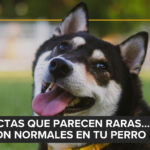 El gato de Taylor Swift ahora sería ilegal en Países Bajos: el debate sobre razas felinas que priorizan estética sobre salud