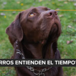 Me separé, ¿con quién se queda el perro o el gato?