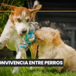 Invetsa celebra 25 años en Bolivia consolidando su liderazgo en el sector veterinario