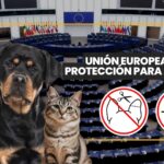 Cinco cosas que pasan cuando tienes dos perros en casa