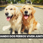 Unión Europea aprueba nuevas normas para proteger a perros y gatos: microchip obligatorio y freno a la cría extrema