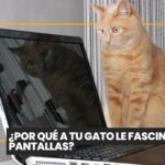 Unión Europea aprueba nuevas normas para proteger a perros y gatos: microchip obligatorio y freno a la cría extrema