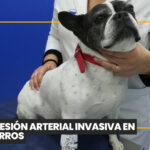 Comunicación y ética en la consulta veterinaria: habilidades que hoy definen al profesional