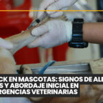 Junio: Un mes para celebrar el vínculo con nuestras mascotas 