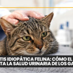 ¿Cuándo castrar a tu mascota y por qué puede mejorar su salud?