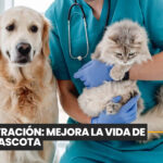 Uruguay debate una licencia laboral por la muerte de una mascota: ¿el duelo animal debería ser reconocido por ley?