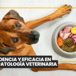 Invierno y mascotas: Cómo proteger a perros y gatos del frío y prevenir enfermedades