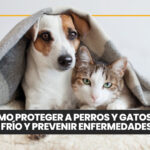 Medicina preventiva veterinaria: la clave para mejorar la salud animal y fortalecer la práctica profesional