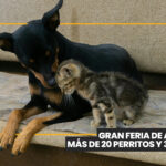 Cuando estamos felices, los perros responden mejor a nuestras indicaciones
