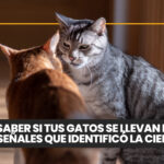 Valoración preanestésica veterinaria: cómo reducir riesgos y mejorar la seguridad del paciente