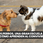 Cómo cuidar a tu mascota del frío: consejos para los días de invierno